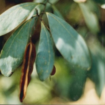 Acacia obliquinervia - Mountain Hickory Wattle