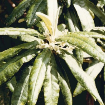 Bedfordia arborescens -Blanket-leaf