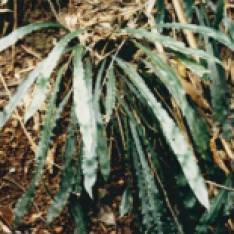 Blechnum patersonii - Strap Water-fern