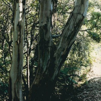 Eucalyptus cypellocarpa - Mountain Grey Gum