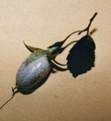 Fieldia australis - Fieldia