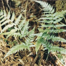 Lastreopsis acuminata - Shiny Shield-Fern