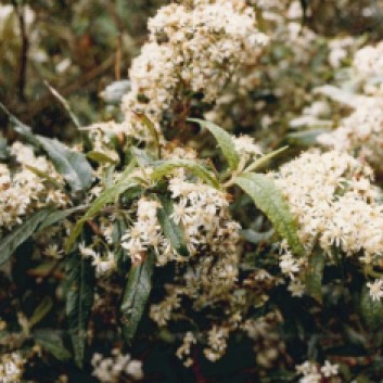 Oleara lirata - Snowy Daisy-bush