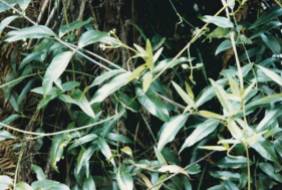 Parsonia brownii - Twining Silkpod