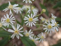 Olearia lirata - Snowy daisy-bush