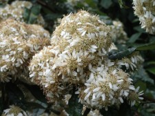 Olearia lirata - Snowy daisy-bush