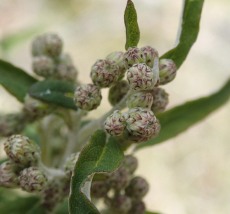 Olearia phlogopappa - Dusty daisy-bush