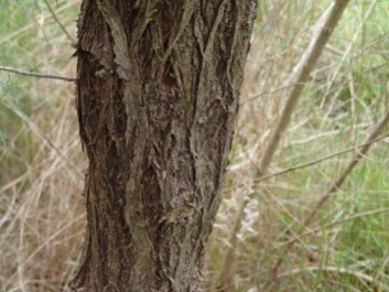 Ozothamnus ferrugineus - Tree Everlasting