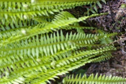 Blechnum nudum - Fishbone water-fern, The pinnae (leaflets) become gradually shorter towards the tip and the base.