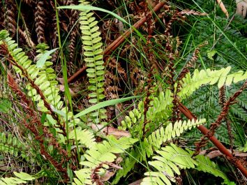Blechnum fluviatile - Ray water-fern