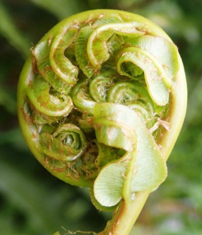 Blechnum minus - Soft Water-fern new frond