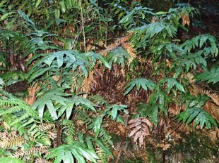 A typical colony of Hard Water-fern - Blechnum Wattsii