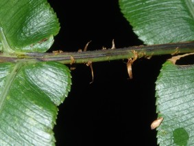 Blechnum wattsii - Hard Water-fern - Pinnae
