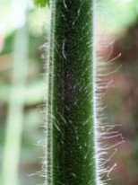 Hypolepis glandulifera - Downy Ground-fern