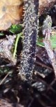 Hypolepis rugulosa - Ruddy Ground Fern