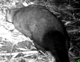 Rear of a Brush-tail Possum