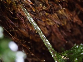 Hymenophyllum australe - Austral filmy-fern