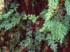 Hymenophyllum australe - Austral filmy-fern