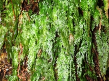 Hymenophyllum flabellatum - Shiny Filmy-fern