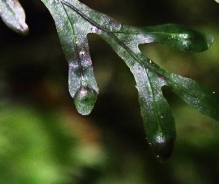 Hymenophllum rarum - Narrow-leaf Filmy-fern