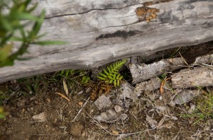 Logs aiding fern regeneration