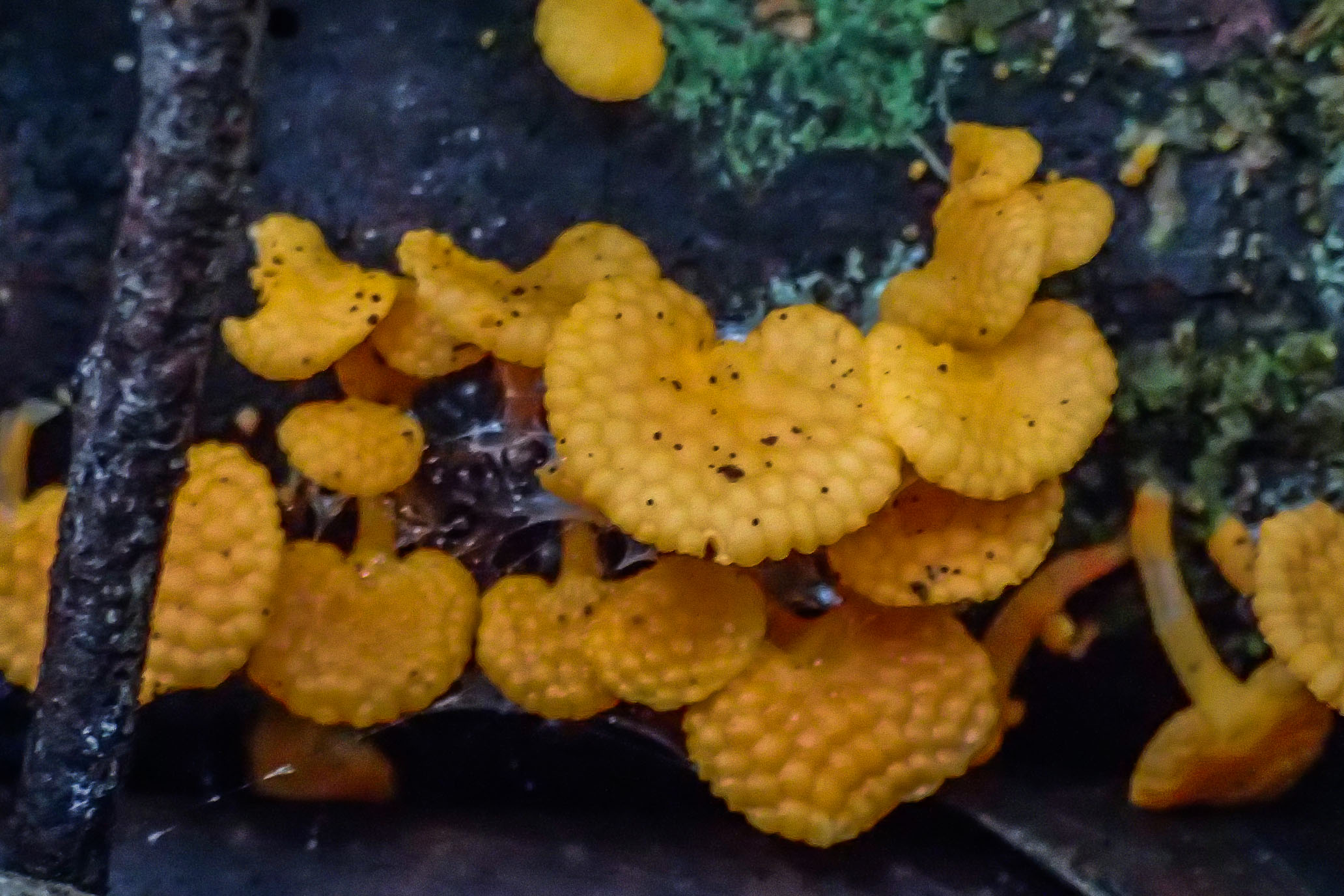 Orange Pore Fungi - Favolaschia calocera