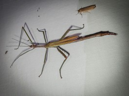 Didymuria violescens - Spur-legged Stick-insect