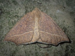 (Gynopteryx) ada - Bracken Moth