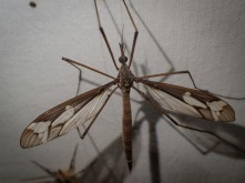 Ptilogyna olliffi - Crane Fly