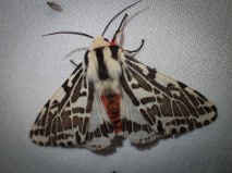 Spilosoma glatignyi - Black and White Tiger Moth