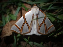 Thalainia clara - Clara Satin Moth