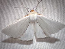 Thalaina selenaea - Orange-rimmed Satin Moth
